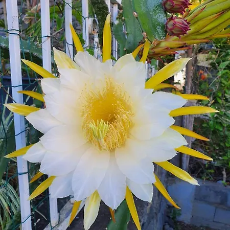 Pitaya Διαμέρισμα *